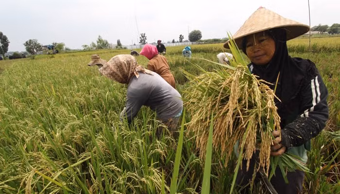 Indonesia: Stable food prices reduce poverty rate ảnh 1