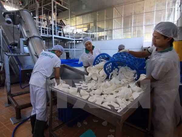 Largest coconut processing factory inaugurated in Ben Tre ảnh 1 Largest coconut processing factory inaugurated in Ben Tre ảnh 1