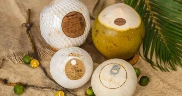Positive outlook for Vietnam's coconut exports: experts ảnh 1
