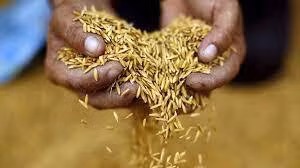 Thai rice exports to Philippines set to double in 2023 ảnh 1