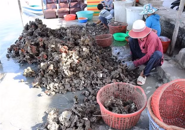 Vietnam, Japan boost cooperation in oyster production chains ảnh 1