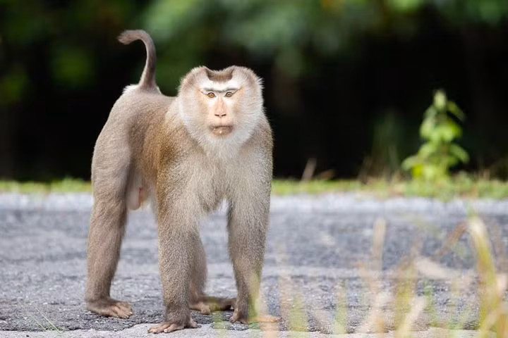 Three monkeys released to nature in Quang Ngai province ảnh 2