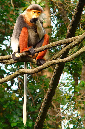 Red-shanked douc langurs discovered in Thua Thien-Hue ảnh 1