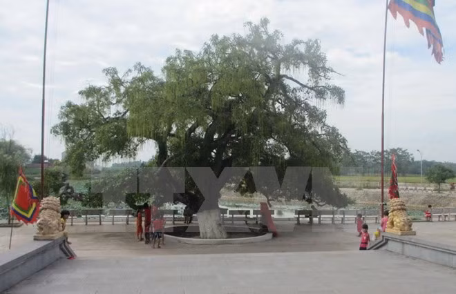 Heritage title given to centuries-old tree in Vinh Phuc ảnh 1