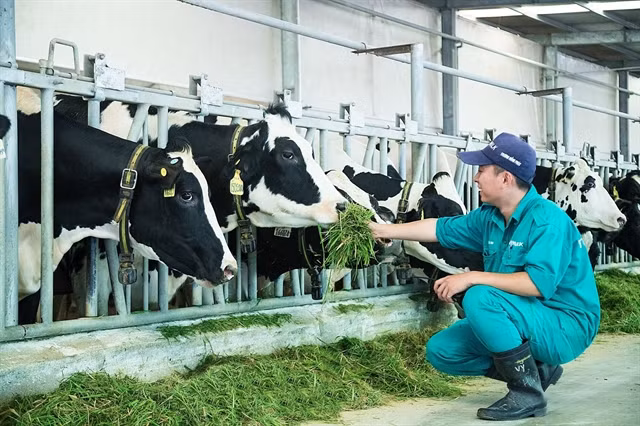 Livestock industry hopes difficulties will reduce in 2023 ảnh 1