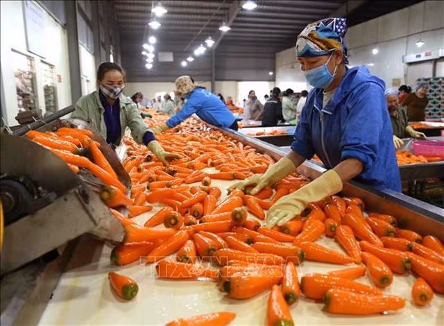 Vietnam expects more markets to open to farm produce in 2023 ảnh 1