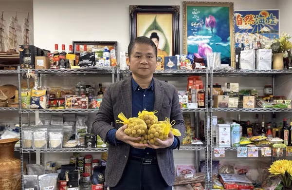 Quality key for Vietnamese longan to Japanese market: expert ảnh 2 Quality key for Vietnamese longan to Japanese market: expert ảnh 2