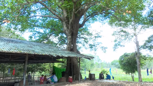 Dong Thap: ancient tree receive national heritage status ảnh 1