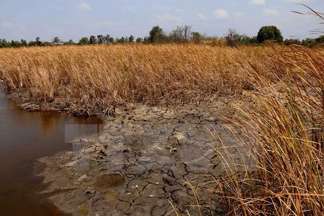 Rice allocated to drought-hit provinces ảnh 1 Rice allocated to drought-hit provinces ảnh 1