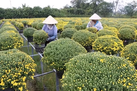 Mekong Delta farmers busy preparing Tet flowers ảnh 1