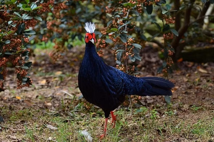 Quang Binh receives support for Edwards's Pheasant conservation ảnh 1