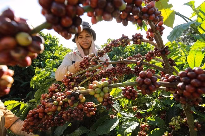 Coffee exports hoped to set new record ảnh 1