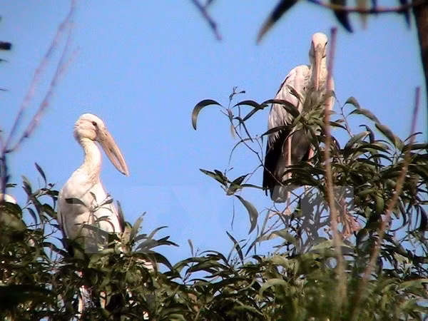 Endangered openbill storks migrate to Dien Bien ảnh 1