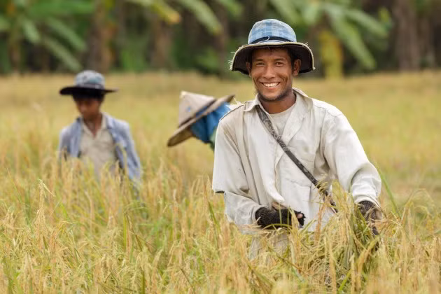 Thailand: rice cultivation zones to be narrowed ảnh 1