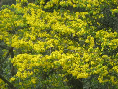 Rare flower on display for festival ảnh 1