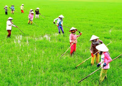 Agricultural value chain development needed in Mekong Delta ảnh 1