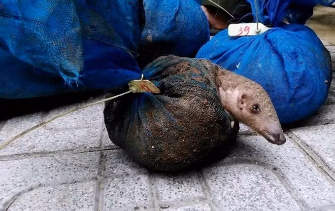 Nearly 340kg of pangolins seized in Thanh Hoa ảnh 1