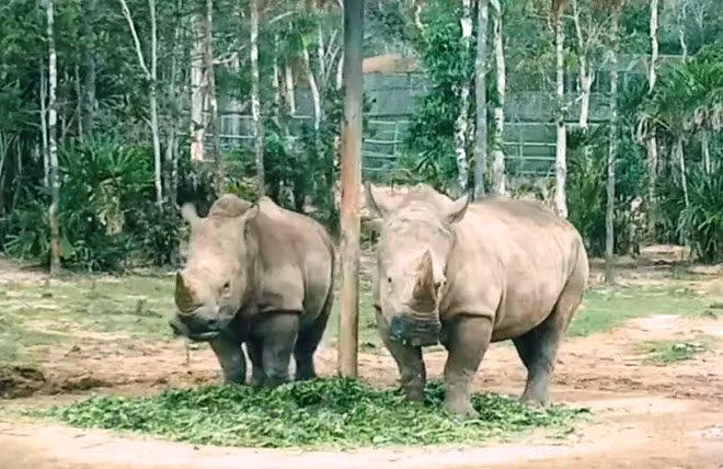Short-film making contest on illegal wildlife trade launched ảnh 1