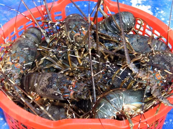Measures sought to facilitate Vietnam’s shrimp export to US ảnh 1
