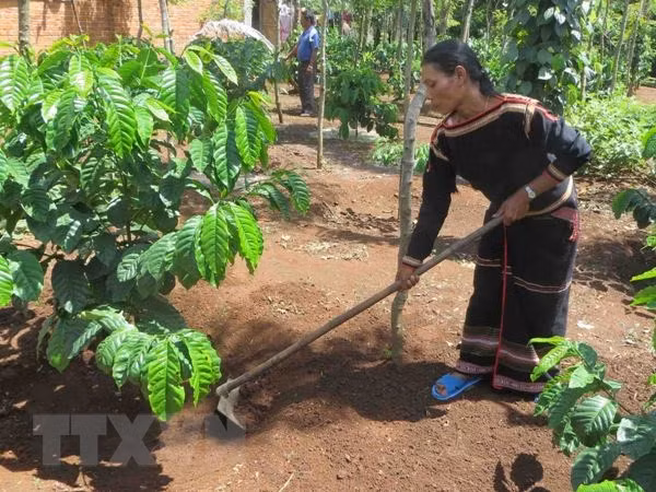 Bank helps ethnic minorities in Lam Dong reduce poverty ảnh 1