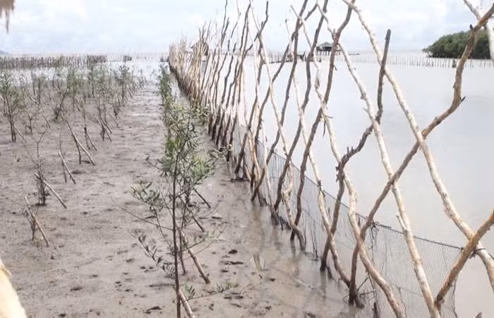Kien Giang strives to recover, develop coastal protection forests ảnh 1