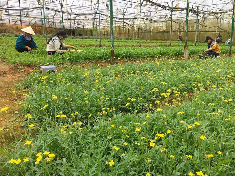 Netherlands wants to set up agricultural partnership with Can Tho ảnh 1