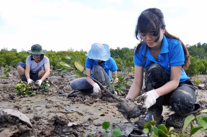 Vietnam wants to promote social forestry in ASEAN: official ảnh 1