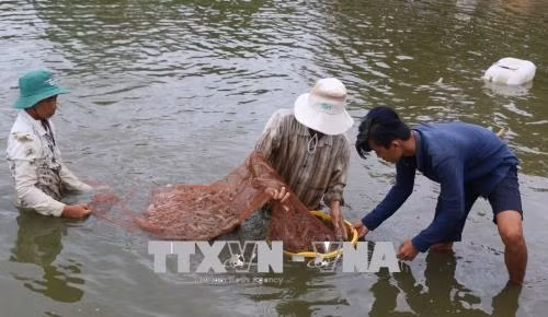 Seminar talks development of shrimp farming ảnh 1