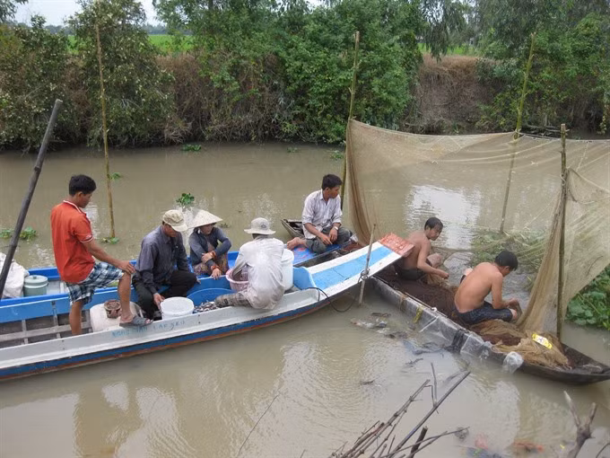Dong Thap: Fishing in breeding season banned ảnh 1