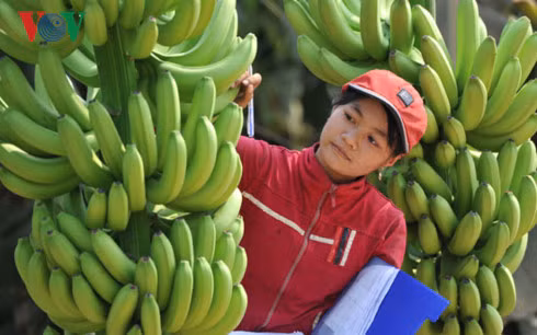 Vietnamese farm produce seeks path to Middle East ảnh 1