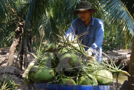 Ben Tre targets sustainable agricultural development ảnh 1