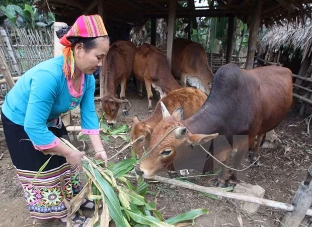 Meeting seeks to enhance foreign NGO-Vietnamese partner connections ảnh 1