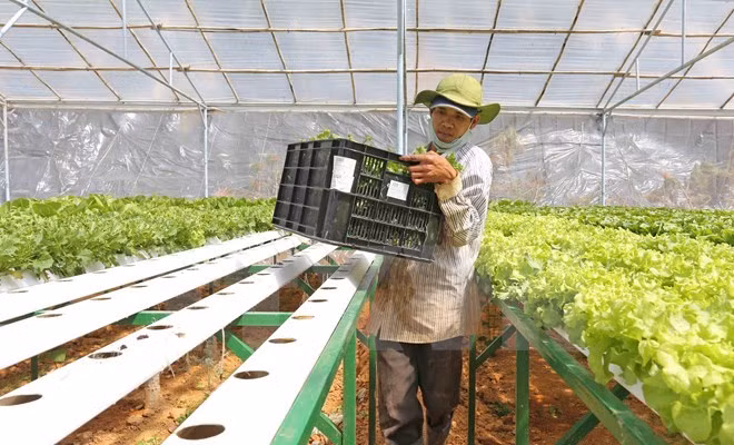 Japanese firms plan to invest in agriculture in Ha Nam ảnh 1