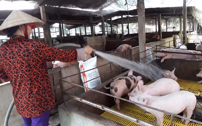Agricultural minister calls on businesses to support pig farms ảnh 1