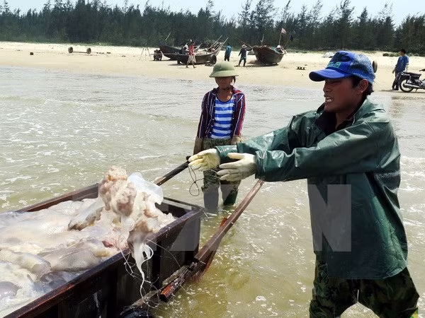 Concerted efforts exerted to bring back calm sea ảnh 1