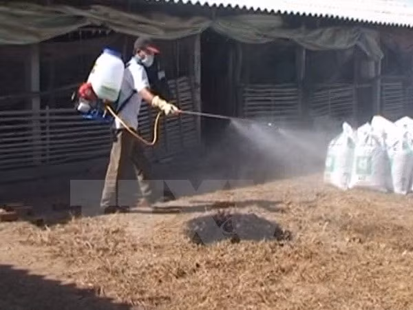 New A/H5N1 outbreak reported in Vinh Long southern province ảnh 1