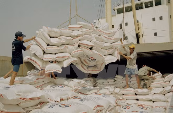 Over 92 percent of VN’s rice export in Q1 under firms’ deals ảnh 1