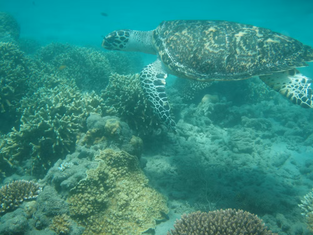 Sea turtle nesting season starts at Con Dao National Park ảnh 1