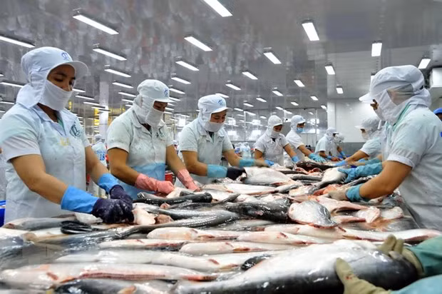 Tra fish by-products to become huge money earner: Experts ảnh 1