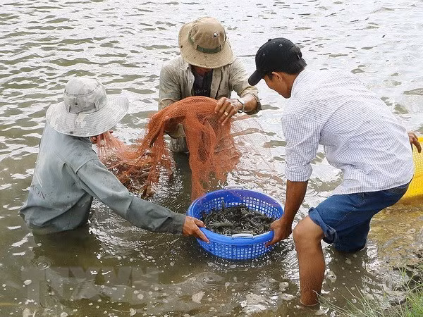 Ben Tre promotes high-tech shrimp farming ảnh 1 Ben Tre promotes high-tech shrimp farming ảnh 1