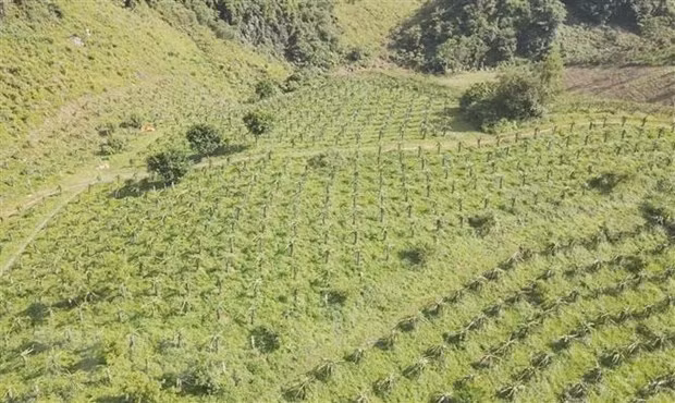 PM urges push for agricultural production, IUU fishing combat ảnh 2