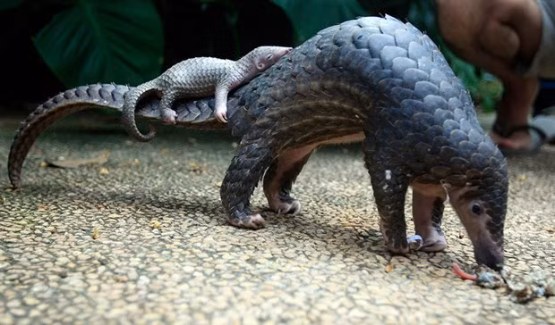 Endangered Sunda pangolins released into wild in Ninh Binh ảnh 1