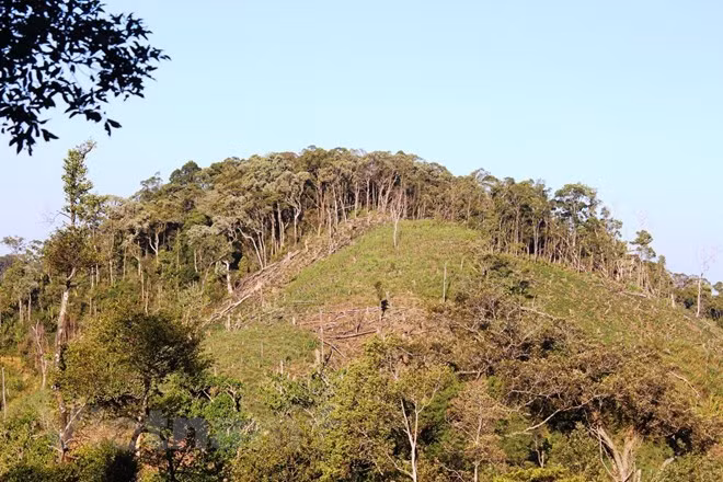 100,000ha of forest to be under sustainable management each year ảnh 1