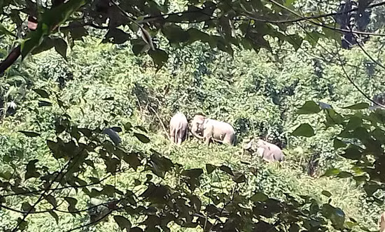 Quang Nam protects wild elephants ảnh 1