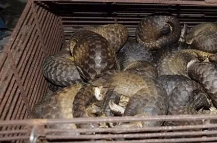 Illegal wild animal trading ring busted in Ha Tinh province ảnh 1 Illegal wild animal trading ring busted in Ha Tinh province ảnh 1