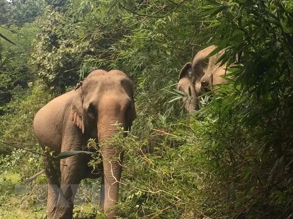Animals Asia funds elephant conservation project in Dak Lak ảnh 1