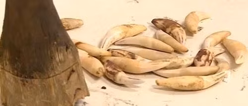Smuggling of wild animals, plants must be strictly dealt with: Deputy PM ảnh 1