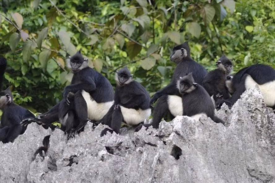 Ha Nam to build white-rumped langur conservation site ảnh 1