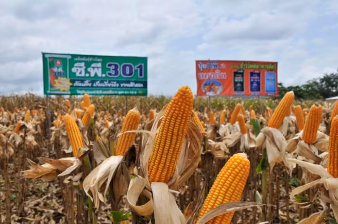 Thailand becomes world’s No 1 exporter of sweet corns ảnh 1