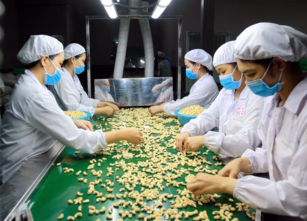 Cashew sector seeks ways to navigate through difficulties ảnh 1